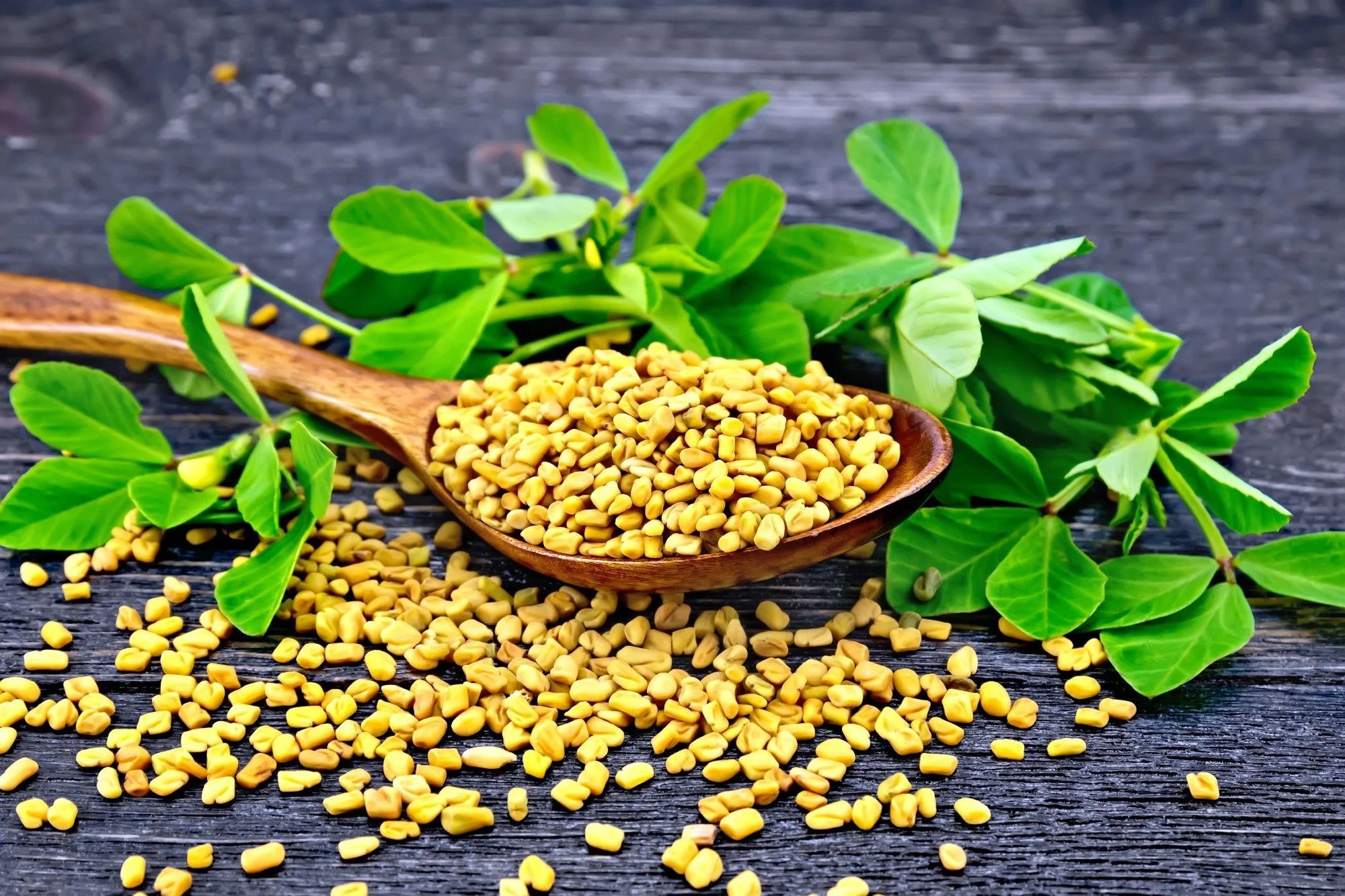 Fenugreek Seed Extract