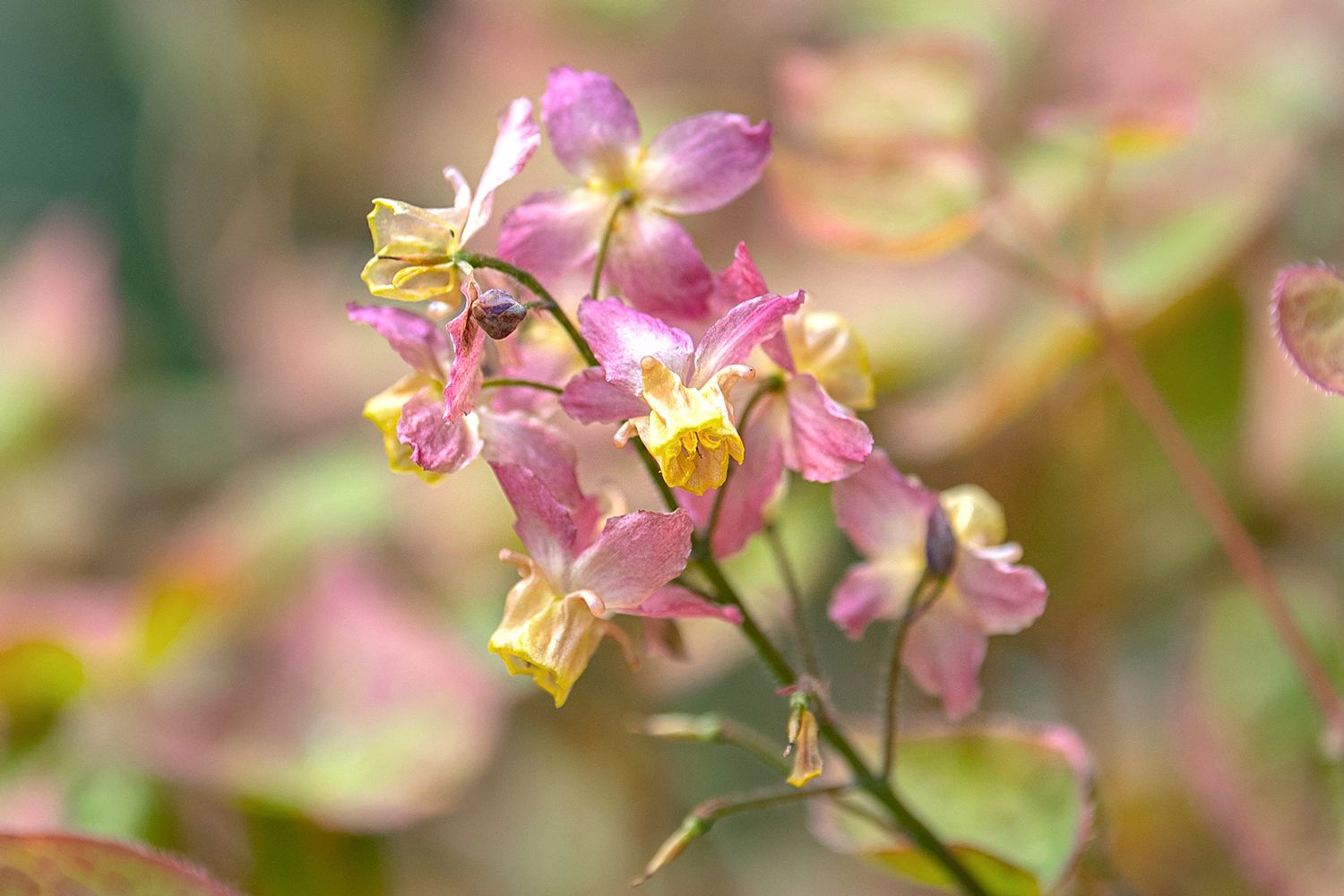 Epimedium